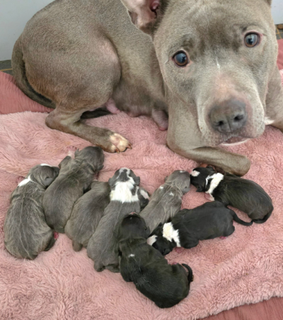 Pups beschikbaar